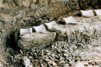 balena.jpg