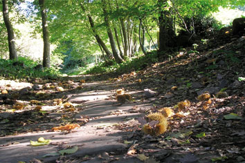 castagne-2.jpg