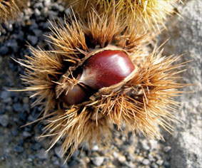 castagne-3.jpg