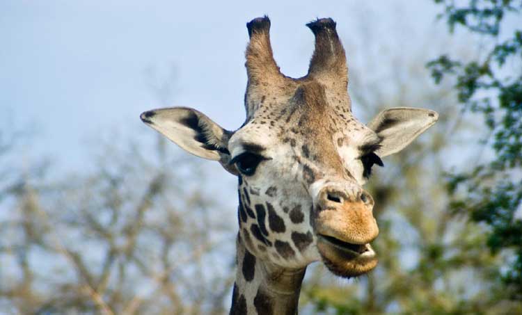 giraffa.jpg