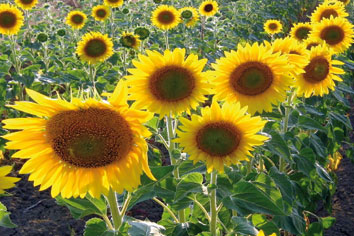 girasoli.jpg